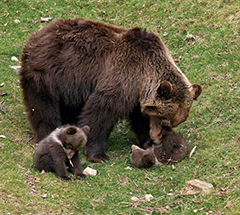 伯恩熊公園 Bärenpark